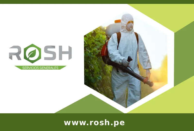 imgi_13_imgi_16_rosh